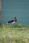 IMG-20260504-WA0122