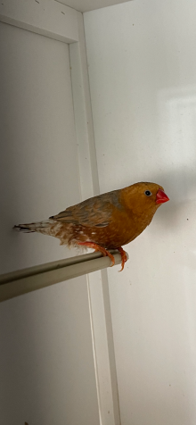 Wanted Triple orange zebra finches