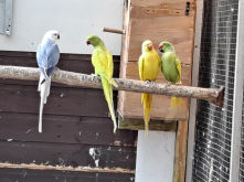  WANTED SURPLUS QUALITY BIRDS