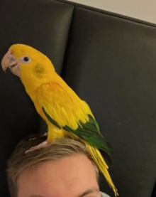 Male Golden Conure for sale