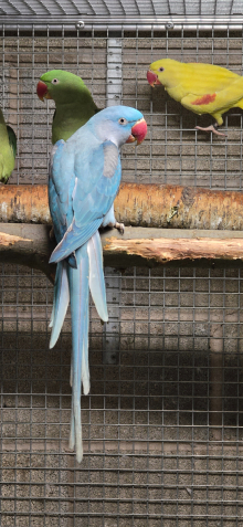 Alexanderine Mutation Pair