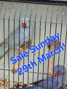 Corse & Staunton bird sale 