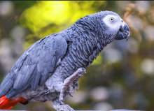 Wanted African grey cock