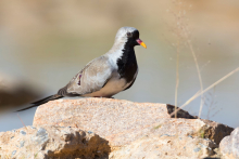 Cape Doves