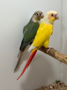 Lutino Conures