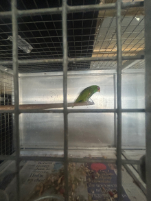 White fronted Amazon 