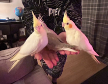 Tame Hand Reared Cockatiels for Sale
