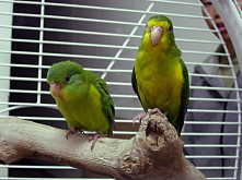 Mountain Parakeet Hen wanted