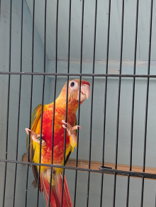 Dominant red split lutino 