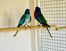 Splendid cock wanted