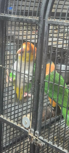 Green thighed caique