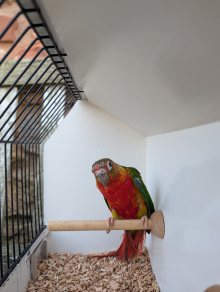 Dominant red split lutino 