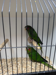 Hoffman conures