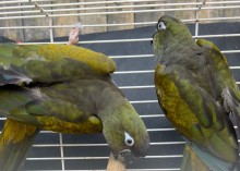 Proven Patagonian conure hen with dna 