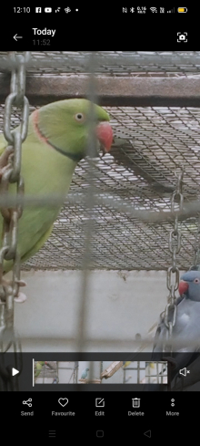 Adult Dom pied male ringnecks for sale