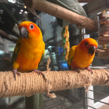 Pair of Closed Rung Sun Conures 