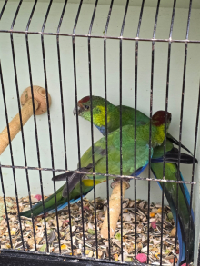 Corse & Staunton bird sale 