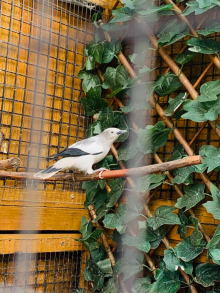 White shouldered starlings pair