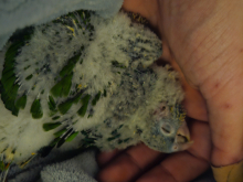 Hand reared conures 