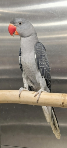 Dom grey Alexandrine mutation for sale