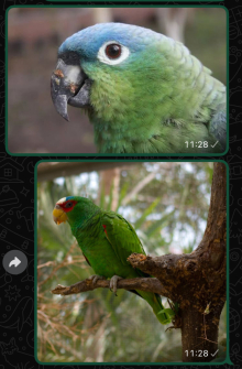 WANTED MEALY AND WHITE FRONTED AMAZONS 