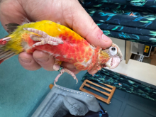 Hand reared conures