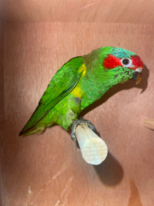 Hen Musk Lorikeet 