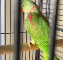 Breeding Pairs for Sale