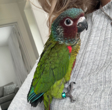 Male Emma’s conure 