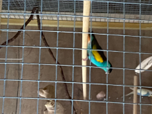 Wanted hooded parrots 