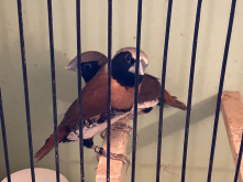 Wanted - Lonchura castaneothorax sharpii