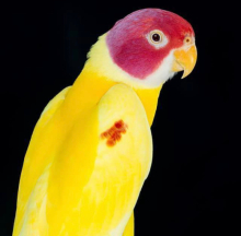 Wanted - Lutino plumheads 