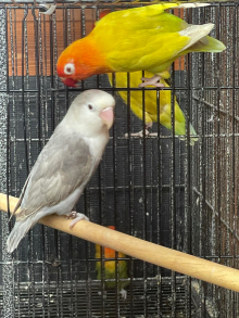 Dilute Fischer pale fallow 