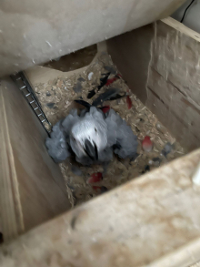 African Grey Breeding Pair