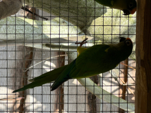 Peach fronted conure cock 