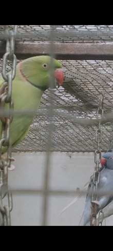 2 year old pallid turquoise hen