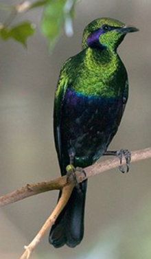 Emerald Starlings
