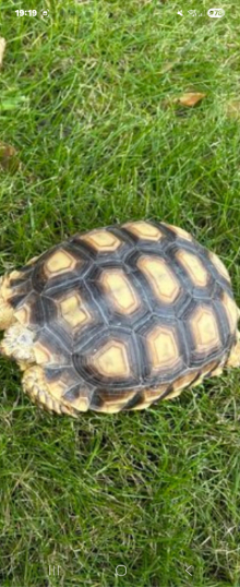 Sulcata tortoise 