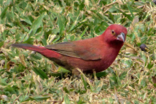 Exotic Finch