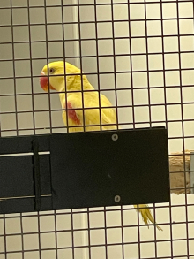 Mutation Alexanderine