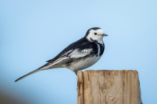 Pair of Pied Wagtails