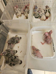 Hand reared baby conures