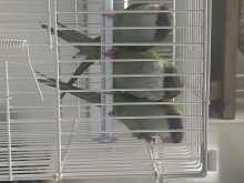 Gray hooded parakeets (Sierras)