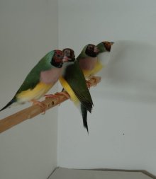 Gouldian Hens For sale 