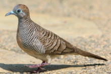 Hen Zebra Dove