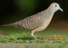Cock Zebra Dove