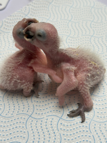 bluefronted amazon pair