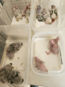 Hand reared baby conures
