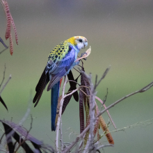 Meallie rosellas wanted 