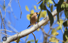 Masked grass finches 